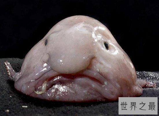 【图】最丑动物水滴鱼濒临灭绝，肉肉的一坨（被本人