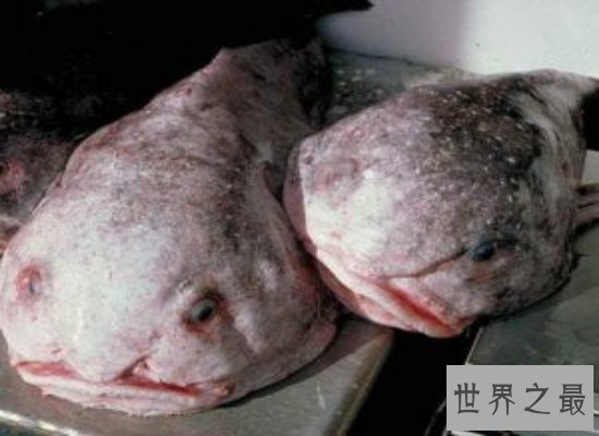 【图】最丑动物水滴鱼濒临灭绝，肉肉的一坨（被本人