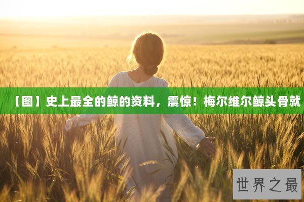【图】史上最全的鲸的资料，震惊！梅尔维尔鲸头骨就