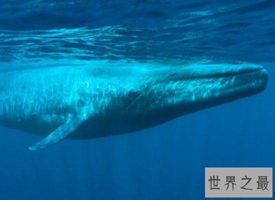 【图】史上最全的鲸的材料，震惊！梅尔维尔鲸头骨就