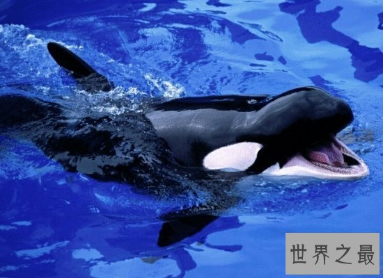 【图】史上最全的鲸的材料，震惊！梅尔维尔鲸头骨就