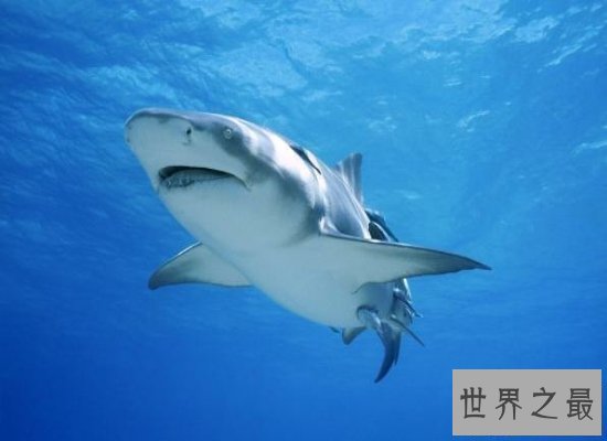 【图】史上最全的鲸的材料，震惊！梅尔维尔鲸头骨就