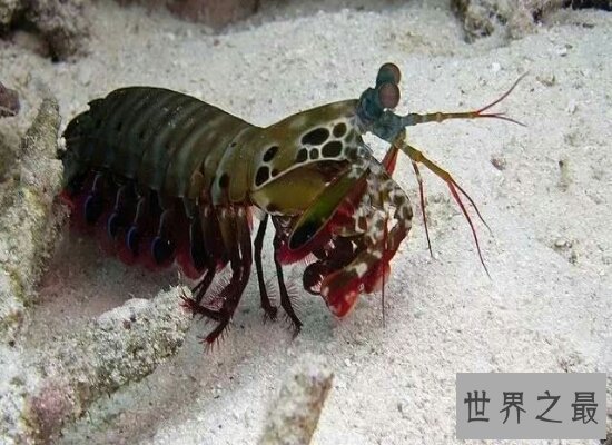 【图】表面非常美丽的的雀尾螳螂虾却非常厉害 微微松