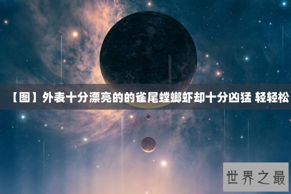 【图】外表十分漂亮的的雀尾螳螂虾却十分凶猛 轻轻松 【图】外表十分漂亮的的雀尾螳螂虾却十分凶猛 轻轻松