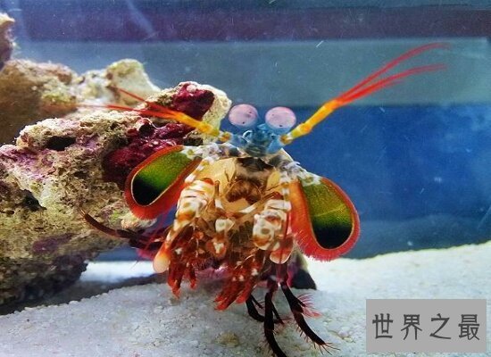 【图】表面非常美丽的的雀尾螳螂虾却非常厉害 微微松