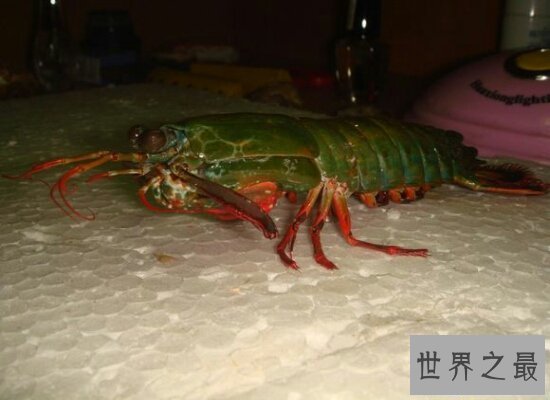 【图】表面非常美丽的的雀尾螳螂虾却非常厉害 微微松