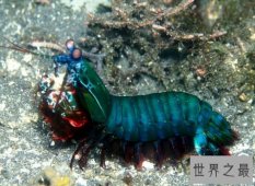 【图】外表十分漂亮的的雀尾螳螂虾却十分凶猛 轻轻松
