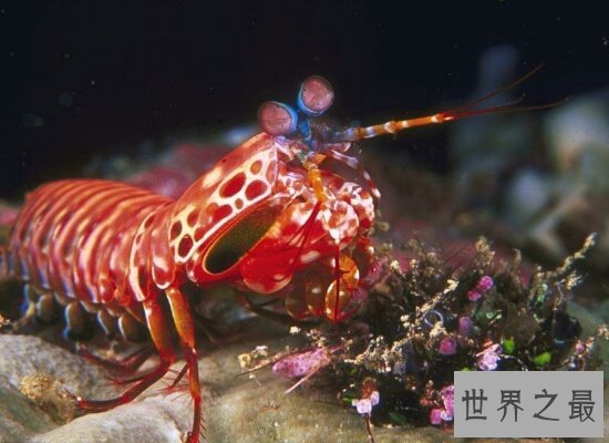 【图】表面非常美丽的的雀尾螳螂虾却非常厉害 微微松