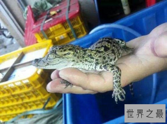 【图】老人和宠物鳄鱼相处34年 每天和它一同散步