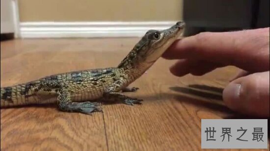 【图】老人和宠物鳄鱼相处34年 每天和它一同散步