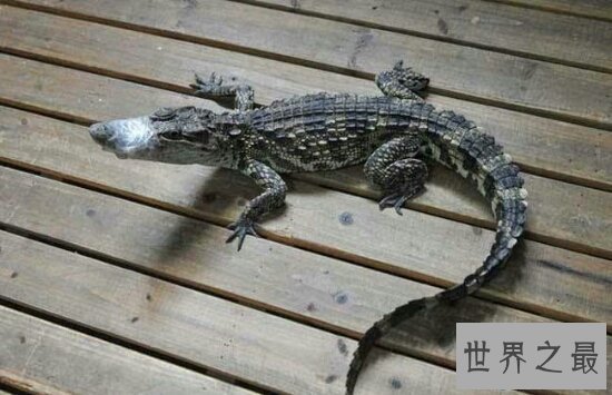 【图】老人和宠物鳄鱼相处34年 每天和它一同散步