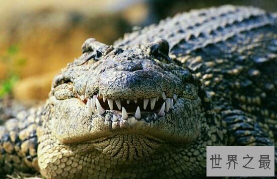 【图】老人和宠物鳄鱼相处34年 每天和它一同散步