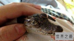 【图】老人和宠物鳄鱼相处34年 每天和它一起散步
