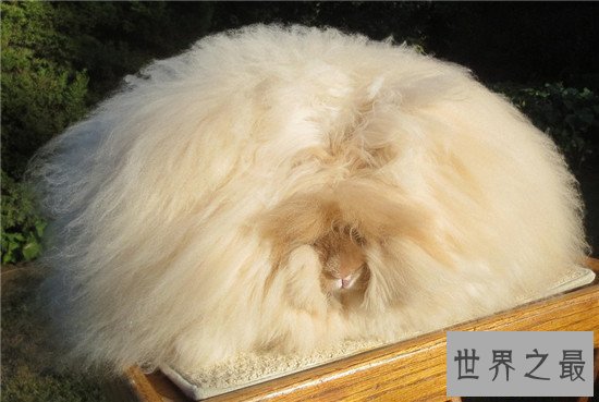 【图】安哥拉兔成为最新网红神兽 品类繁多很适宜野生