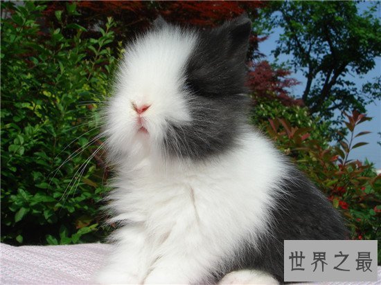 【图】安哥拉兔成为最新网红神兽 品类繁多很适宜野生