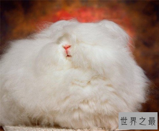 【图】安哥拉兔成为最新网红神兽 品类繁多很适宜野生