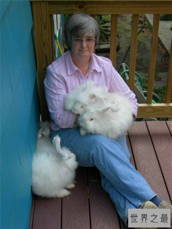 【图】安哥拉兔成为最新网红神兽 品类繁多很适宜野生