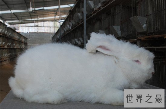【图】安哥拉兔成为最新网红神兽 品类繁多很适宜野生