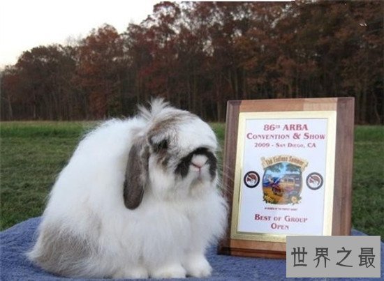 【图】安哥拉兔成为最新网红神兽 品类繁多很适宜野生