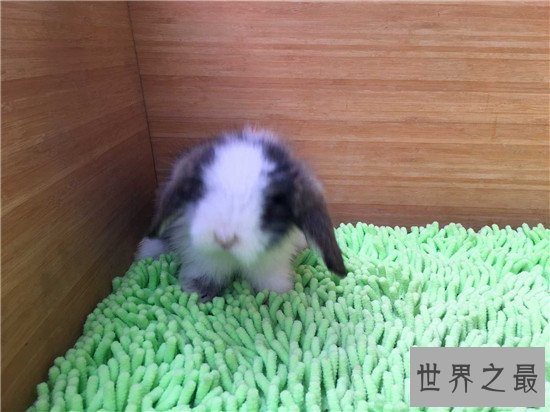 【图】安哥拉兔成为最新网红神兽 品类繁多很适宜野生