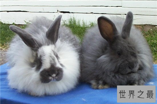 【图】安哥拉兔成为最新网红神兽 品类繁多很适宜野生