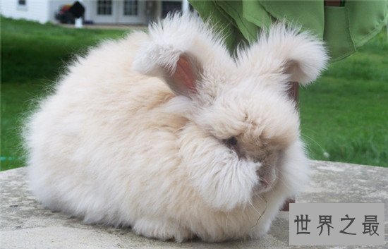 【图】安哥拉兔成为最新网红神兽 品类繁多很适宜野生