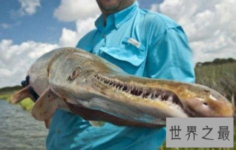 【图】世界上最具杀伤性的巨型水虎鱼 青睐群殴(撕碎