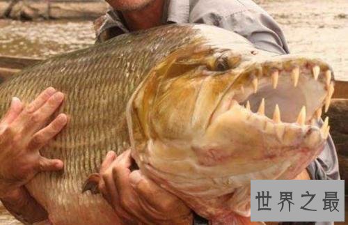 【图】世界上最具杀伤性的巨型水虎鱼 青睐群殴(撕碎