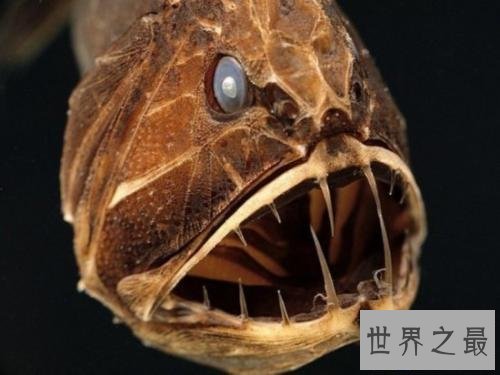 【图】世界上最具杀伤性的巨型水虎鱼 青睐群殴(撕碎