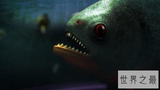 【图】世界上最具杀伤性的巨型水虎鱼 青睐群殴(撕碎