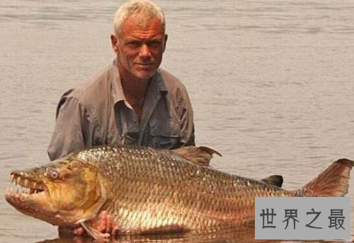 【图】世界上最具杀伤性的巨型水虎鱼 青睐群殴(撕碎