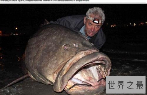 【图】世界上最具杀伤性的巨型水虎鱼 青睐群殴(撕碎