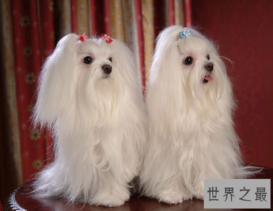 【图】世界最小狗,由于嘴巴太小无奈吃到母亲的乳汁