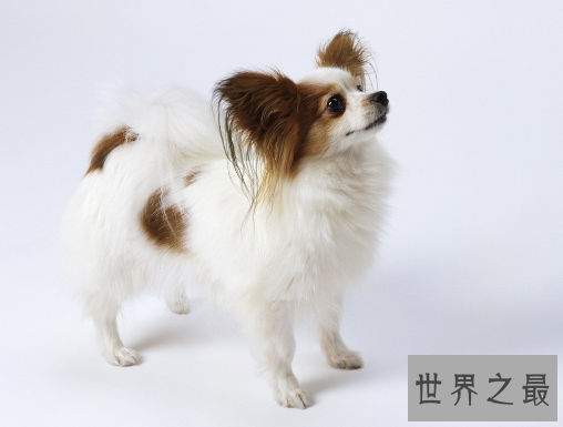 【图】世界最小狗,由于嘴巴太小无奈吃到母亲的乳汁