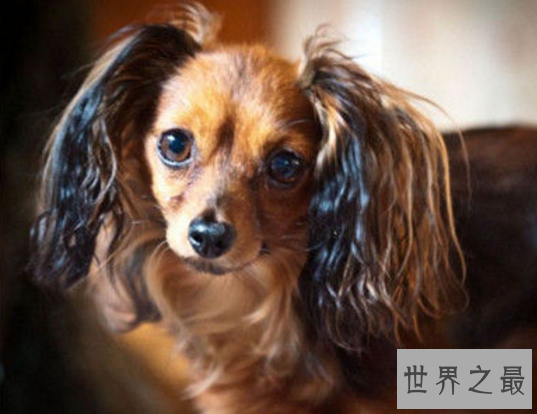 【图】世界最小狗,由于嘴巴太小无奈吃到母亲的乳汁