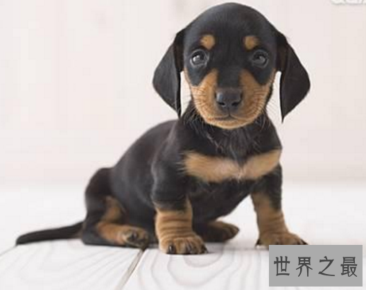 【图】世界最小狗,由于嘴巴太小无奈吃到母亲的乳汁