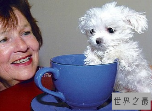 【图】世界最小狗,由于嘴巴太小无奈吃到母亲的乳汁