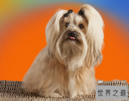 【图】世界最小狗,由于嘴巴太小无奈吃到母亲的乳汁