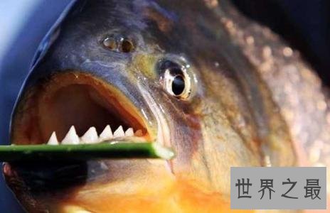 【图】世界上最具杀伤性的巨型水虎鱼 青睐群殴(撕碎