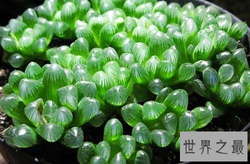 【图】关于冰灯玉露的一些杂乱事儿 各式各样的冰灯美