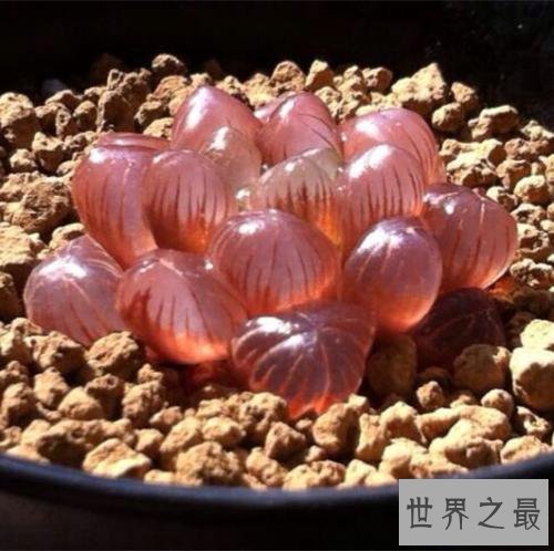 【图】关于冰灯玉露的一些杂乱事儿 各式各样的冰灯美