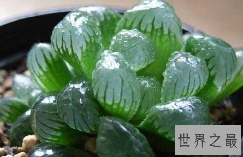 【图】关于冰灯玉露的一些杂乱事儿 各式各样的冰灯美