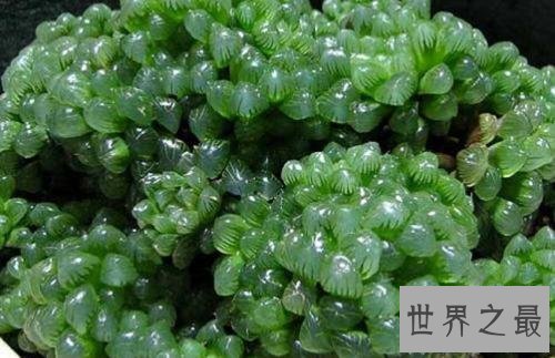 【图】关于冰灯玉露的一些杂乱事儿 各式各样的冰灯美