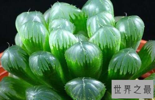 【图】关于冰灯玉露的一些杂乱事儿 各式各样的冰灯美