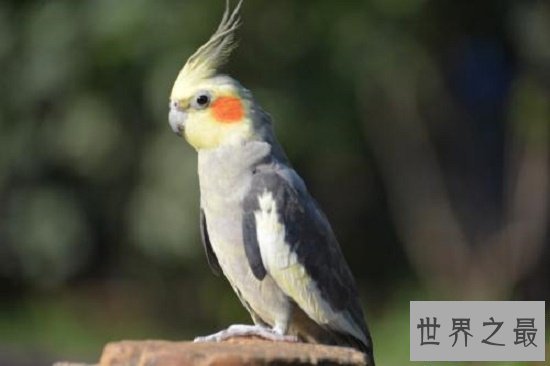 【图】玄凤鹦鹉,一种会“脸红”的鹦鹉