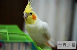 【图】玄凤鹦鹉，一种会“脸红”的鹦鹉