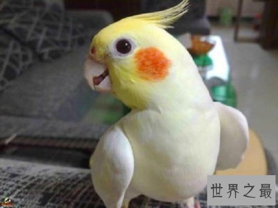 【图】玄凤鹦鹉,一种会“脸红”的鹦鹉