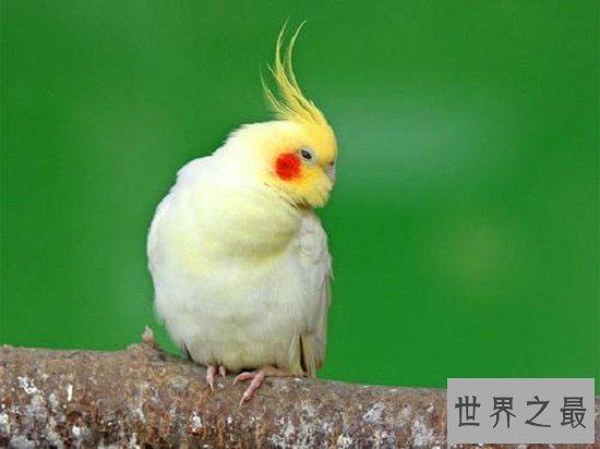 【图】玄凤鹦鹉,一种会“脸红”的鹦鹉