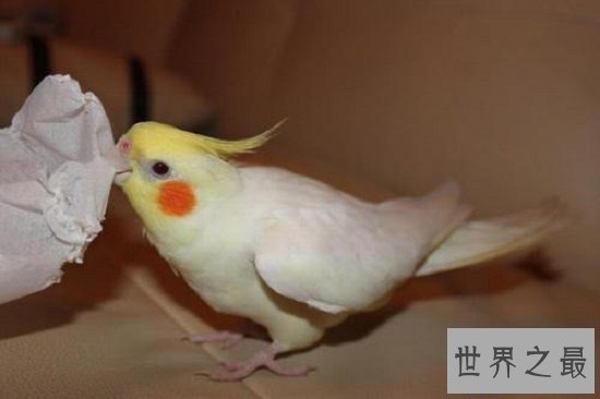 【图】玄凤鹦鹉,一种会“脸红”的鹦鹉