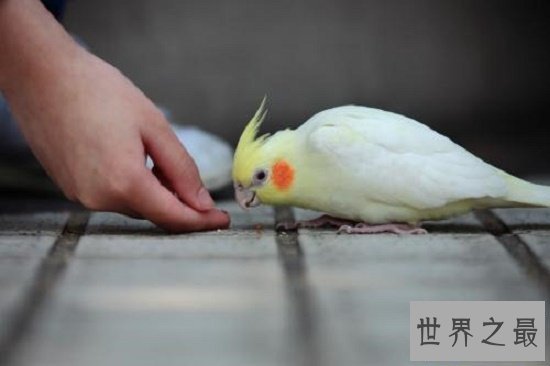 【图】玄凤鹦鹉,一种会“脸红”的鹦鹉